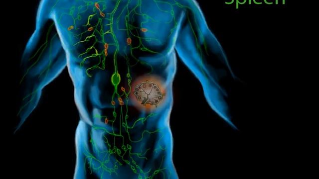 The Lymphatic System, Part 1 смотреть онлайн