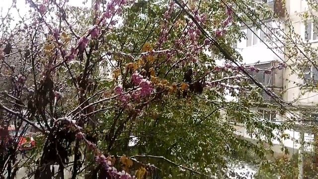 Грачи прилетели в Крым. И офигели смотреть онлайн