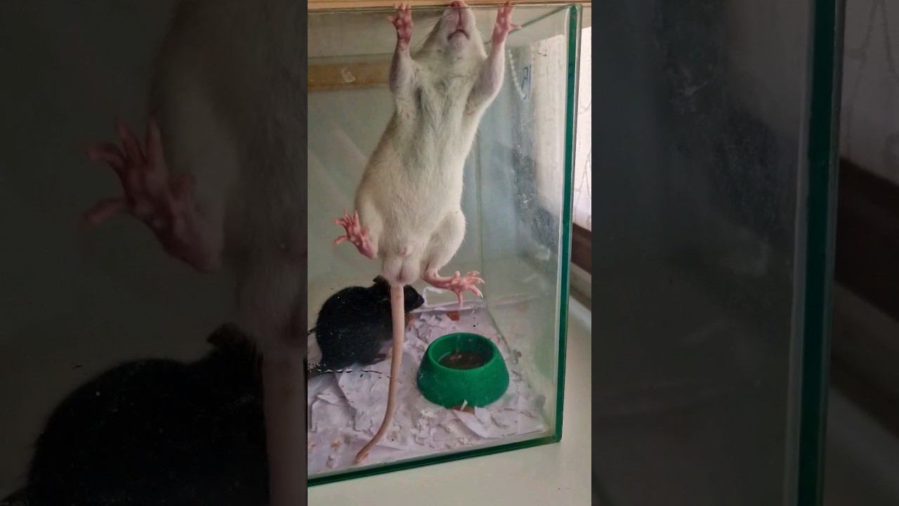 ▷Крыса-паук◁ смотреть онлайн