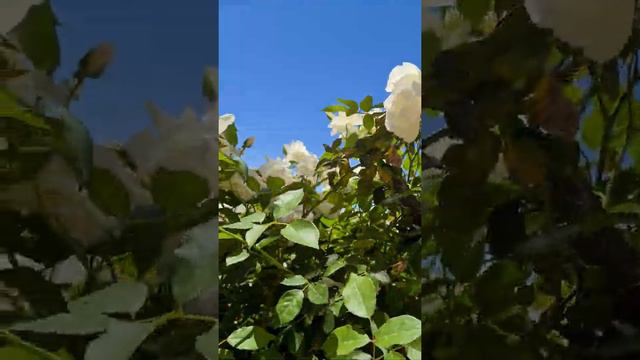 U.Belov Романтика. Белые розы. смотреть онлайн