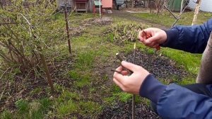 Два способа прививки. Прививаем грушу.Улучшенная копулировка и боковой расщеп.