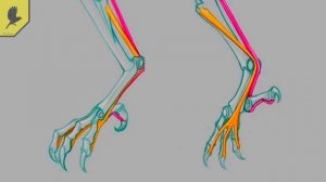 Почему спящие птицы не падают с веток?