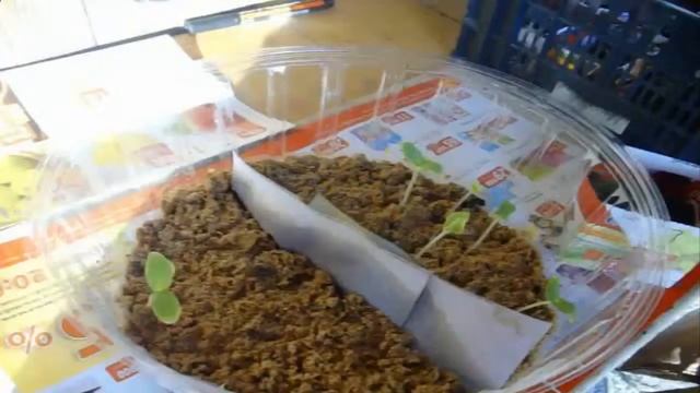 Как Вырастить Рассаду Огурцов в Опилках Помогите Советом, что не так