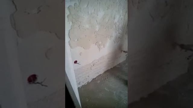 Штукатурка стен станцией на 220 вольт. смотреть онлайн