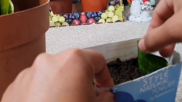 Oxygen rich plant 🪴/घर की सभी हानिकारक गैसो को अवशोषित करे/ Snake plant смотреть онлайн
