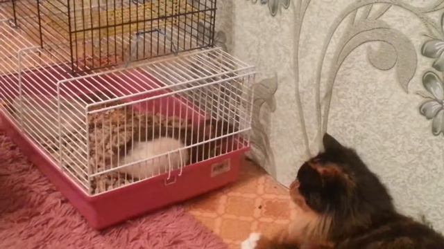 Заснял как крысёнок атаковал кошку смотреть онлайн