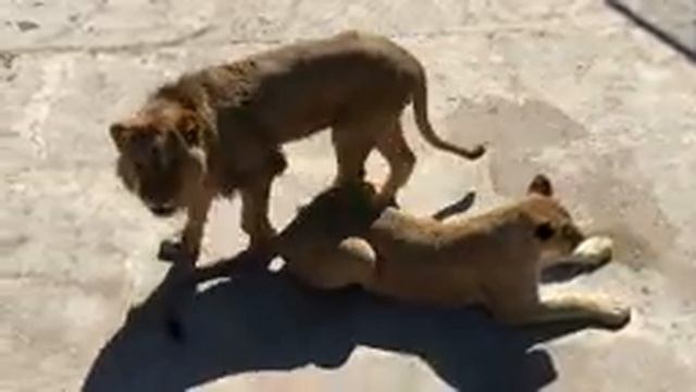 Нежность молодой пары львов! Тайган The tenderness of a young pair of lions! Taigan смотреть онлайн