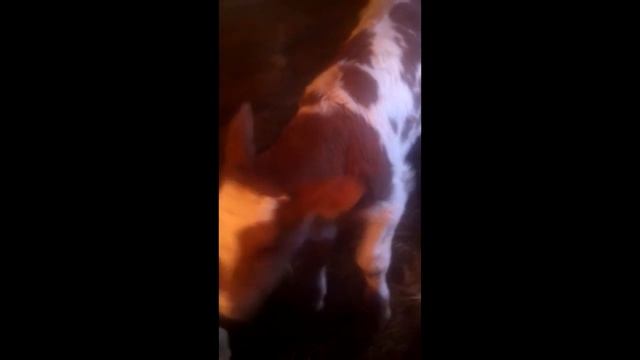 Маленький рыженький теленок! Little red haired calf! смотреть онлайн