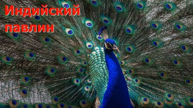 Животные Индии / Animals of India смотреть онлайн
