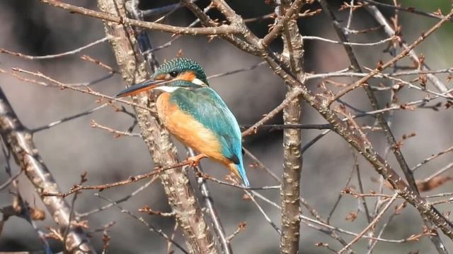 2022 野鳥(N0 77)4K戻って来た野鳥2022 Wild Birds (N0 77 )4K Returned Wild Birds смотреть онлайн