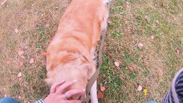 Что собака сделала с телефоном? Игра в поиск вещи. Собака ищейка. смотреть онлайн