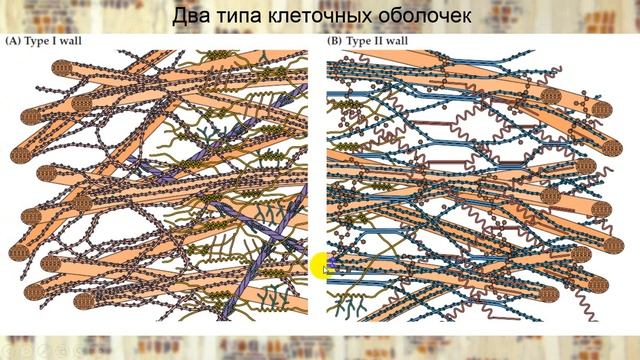 ВТОРАЯ лекция по цитологии растений для 1 курса Биофака. А.Беэр, 2020 г. смотреть онлайн