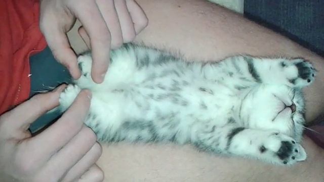 Котэ спит без задних ног смотреть онлайн