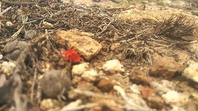 Red cort смотреть онлайн