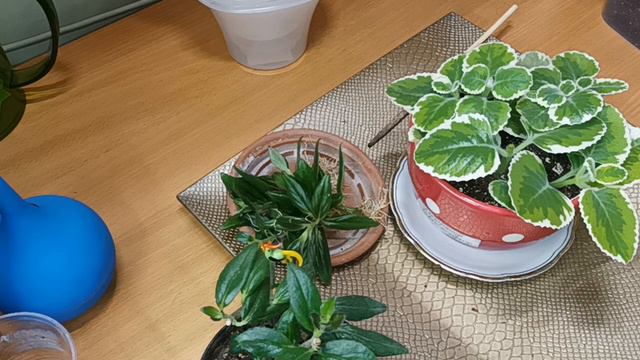 Разбор Витрины и как не надо делать. Пересадки палкотыкательным способом. 29.12.23