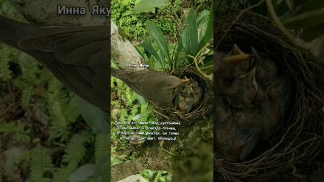 Остановись. Автор стихов Инна Якуш смотреть онлайн