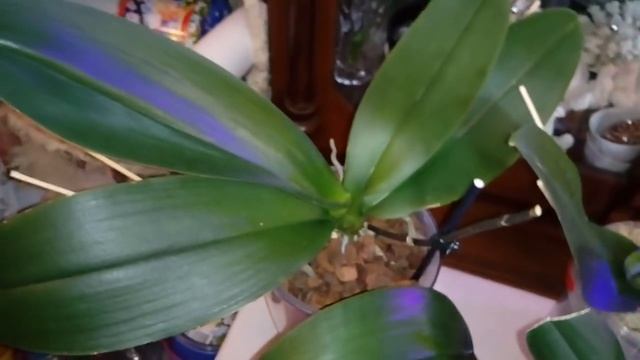 ПОЛИВ Мини Орхидей ЗАМАЧИВАНИЕМ | ОБЗОР ОРХИДЕЙ