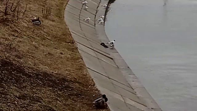 оккервиль река мосты смотреть онлайн