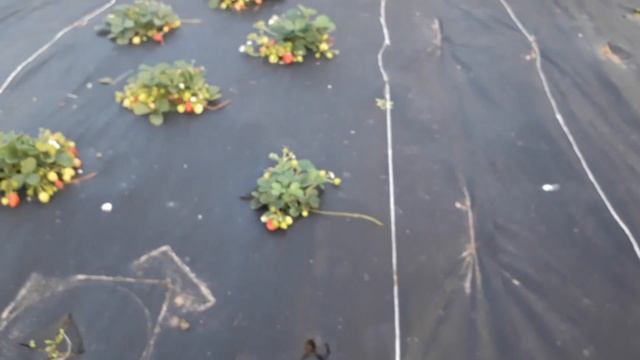 Ремонтантная клубника - плодоношение в Ягодном подворье смотреть онлайн