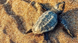 Черепахи на Кипре: выпускаем черепашат в море на пляже Алагади