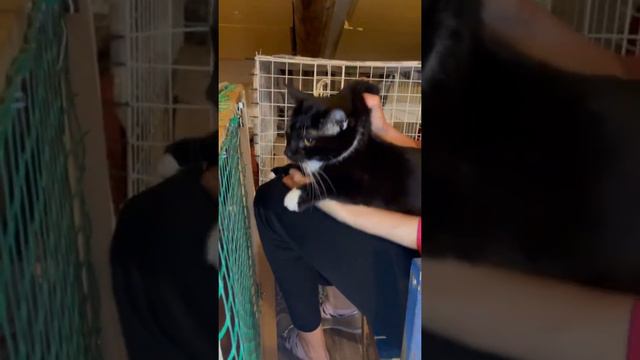 котик Усик уселся на коленках. Он победитель Фип. Приют Петербург смотреть онлайн