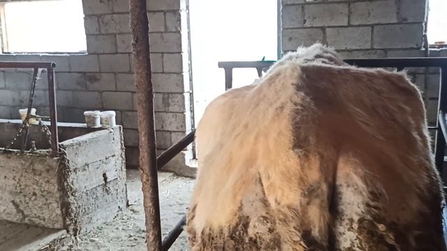 (49) результат 2го месяца откорма быков смотреть онлайн