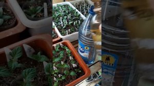 перцы , подкормка  гуматом калия 🙏🎥🤗🌶🌶🌶🌱🌱🌱