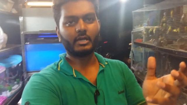 Flower Horn||Nemo Marine Fish|| Albino Gurami|| Exotic World|| Adarsh Nagar|| Hobby|| MMSVLoG #4 смотреть онлайн