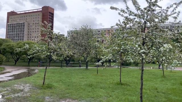 23 мая 2021 г. Санкт-Петербург Яблоневый сад ул.Белградская! смотреть онлайн