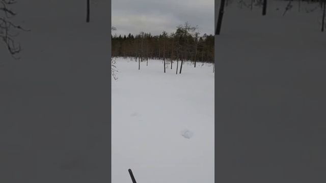 ОХОТА на тетерева зимой!!! смотреть онлайн