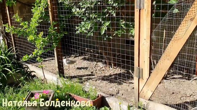 Лилю лечим//Днюха Стефании//Жиза смотреть онлайн