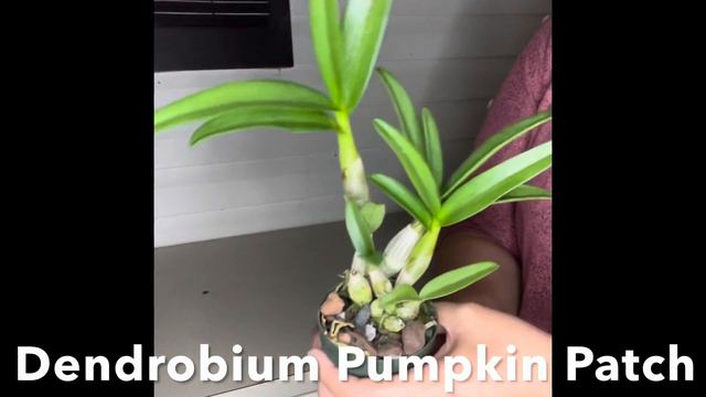 2nd Orchid Haul of 2021 смотреть онлайн