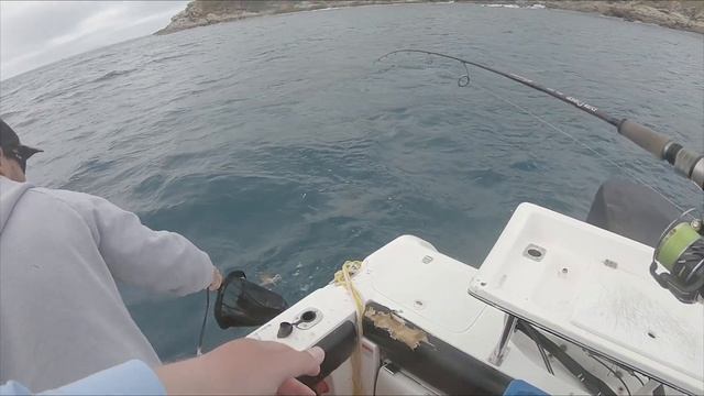 Squid Mayhem and Mess, Lots of squid caught - Keppel Island Group смотреть онлайн