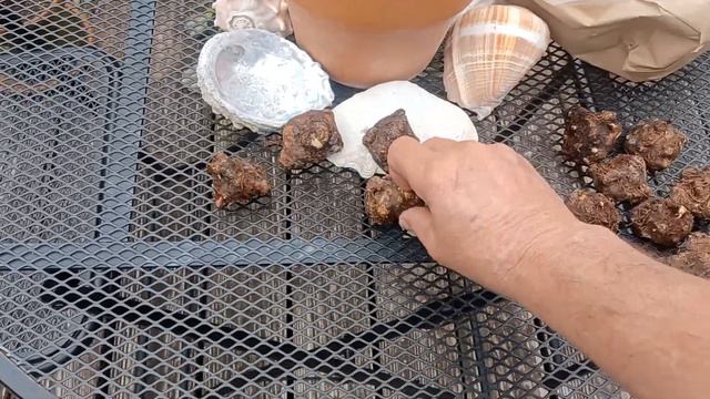 Pre-Sprouted Caladium Bulbs