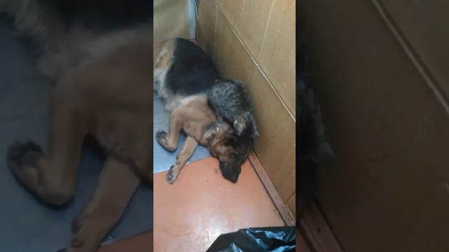 Супер любовь животных!!! смотреть онлайн