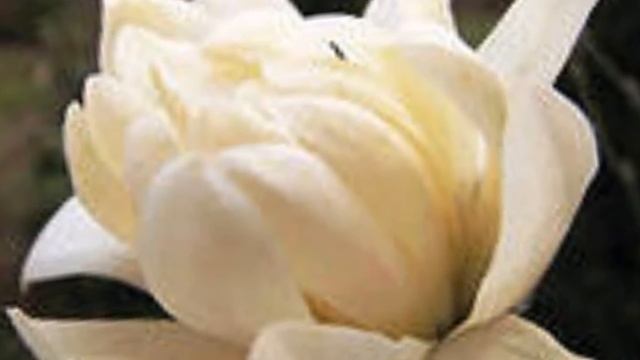 ТЫ - МОЯ ЛЮБОВЬ ! "YOUR FACE CAN'T REMEMBER" смотреть онлайн