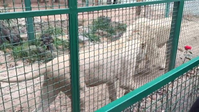 Аква гримм на лице, как нарисовать кошечку Приключения Ванессы смотреть онлайн