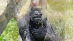 Звук гориллы / Gorilla sound