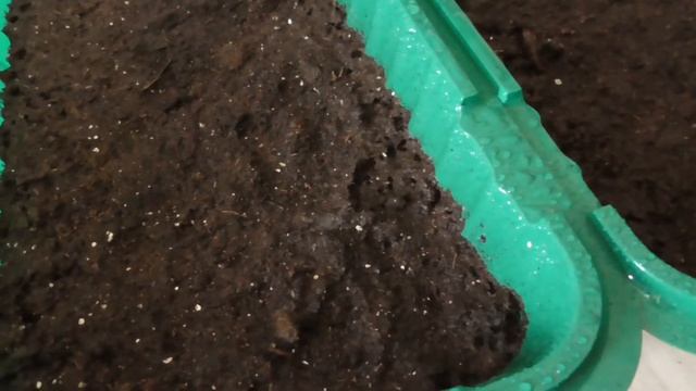 Посев семян табака 2021 смотреть онлайн