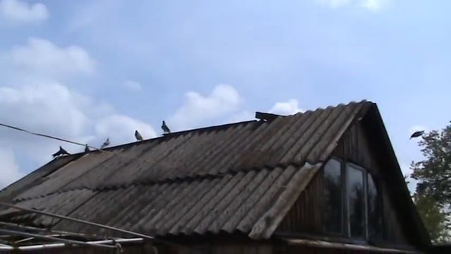 Без породные. смотреть онлайн
