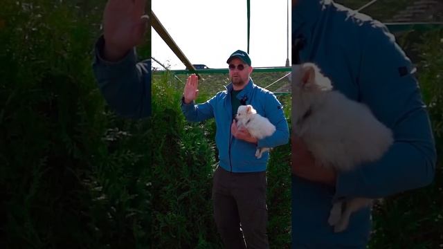 Туя западная Брабант незаменимое растение в качестве создания живых изгородей смотреть онлайн