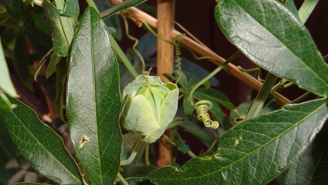 Męczennica Błękitna (Pasiflora Caerulea) 2017 r смотреть онлайн