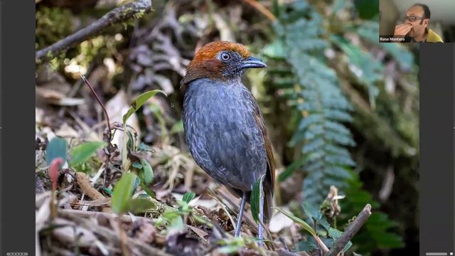 Colombia: A Birder's Paradise смотреть онлайн