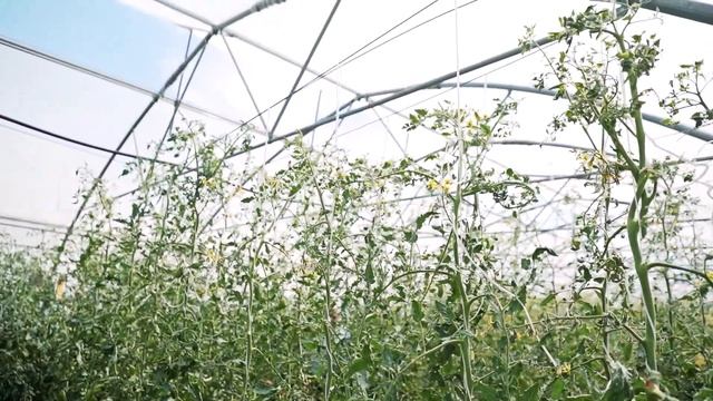 Новинка среди Раннеспелых Томатов – ОБЗОР ТОМАТА Золотая Россыпь смотреть онлайн