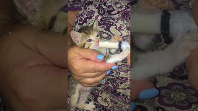 Кормление котёнка со шприца 1 #Shorts смотреть онлайн