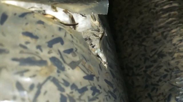 МОХ Плесень ЗАРАЖЕННЫЕ Грибные Блоки Вешенка не вырастет выкинуть лечить Субстрат нужна ДЕЗИНФЕКЦИЯ смотреть онлайн