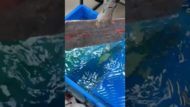 Зачем строителю лимонная кислота? смотреть онлайн