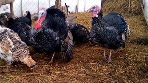 Индюки кричат! Крик индюка как разговор! ОЧЕНЬ СМЕШНЫЕ индюки!! Индюк танцует и кричит