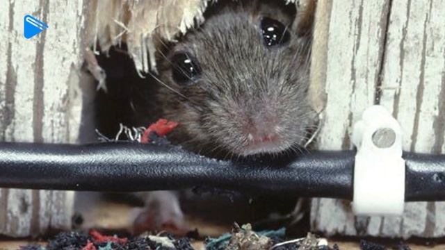7 класс - Биология - Значение и охрана млекопитающих смотреть онлайн