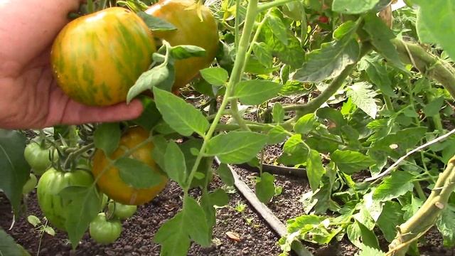 Томат Лимонная искорка смотреть онлайн